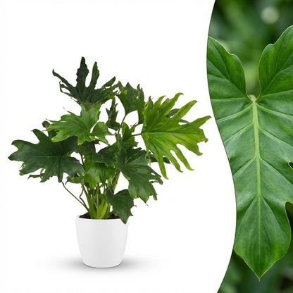 Plante d'intérieur - Philodendron - Philodendron Lickety split - Vert - Entretien facile - 1 Plante - avec Pot Blanc - Pot 19cm - Hauteur 70cm