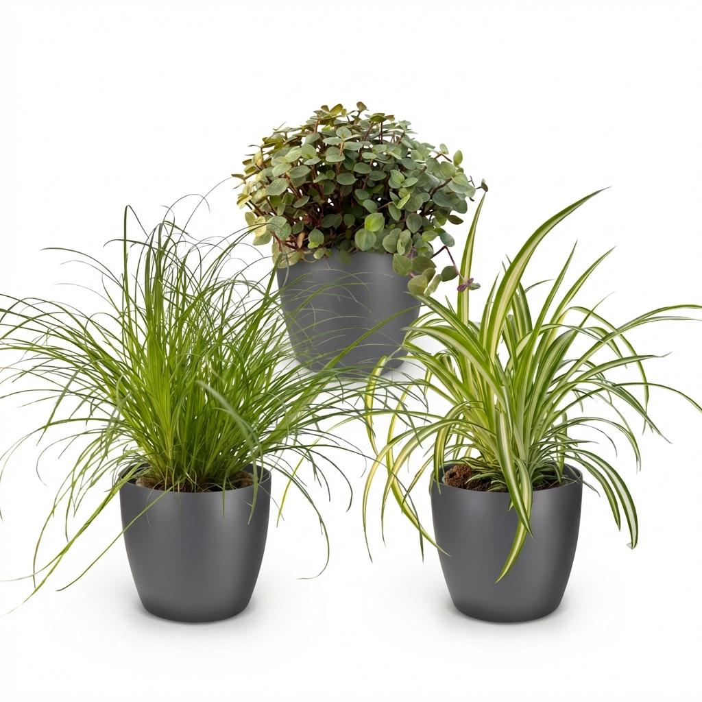 Plante d'intérieur - Cyperus - Calissia - Chlorophytum - Mix de 3 - Plantes Amies des Animaux - Vert - 3 Plantes - avec Pot Gris - Pot 12cm - Hauteur 20cm