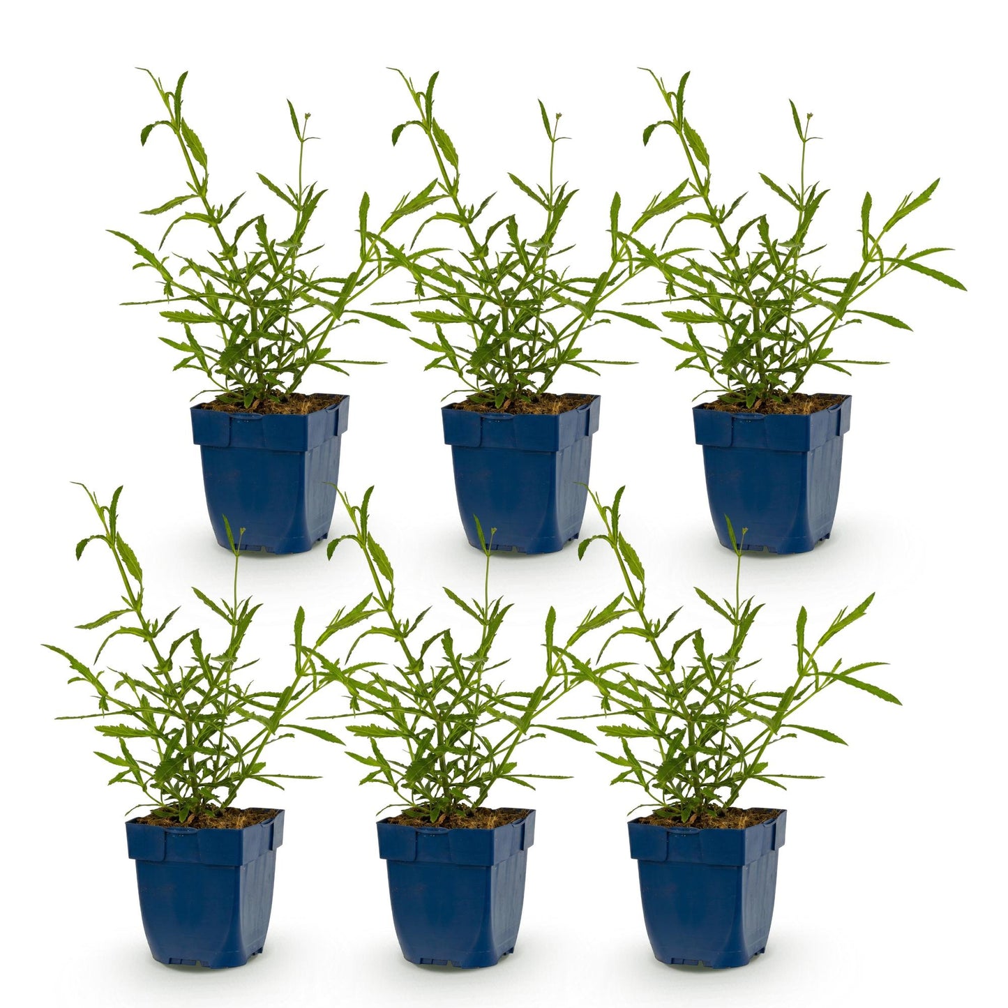 Verveine de Buenos Aires 'Lollipop' : 6 jeunes plants en pot bleu sur fond blanc, prêts à être plantés pour attirer abeilles et papillons.