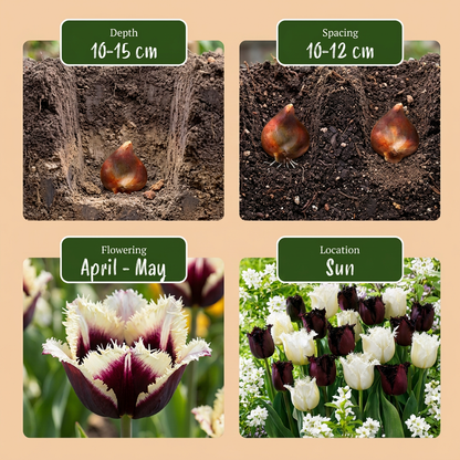 Guide de plantation des bulbes de tulipe 'Breakdance' avec profondeur, espacement, période de floraison et exposition au