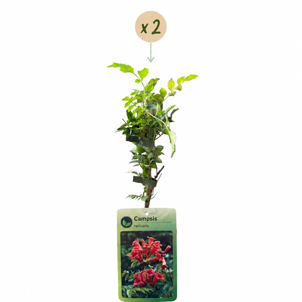 Trompette de Virginie (Campsis radicans) - grimpante fleurie