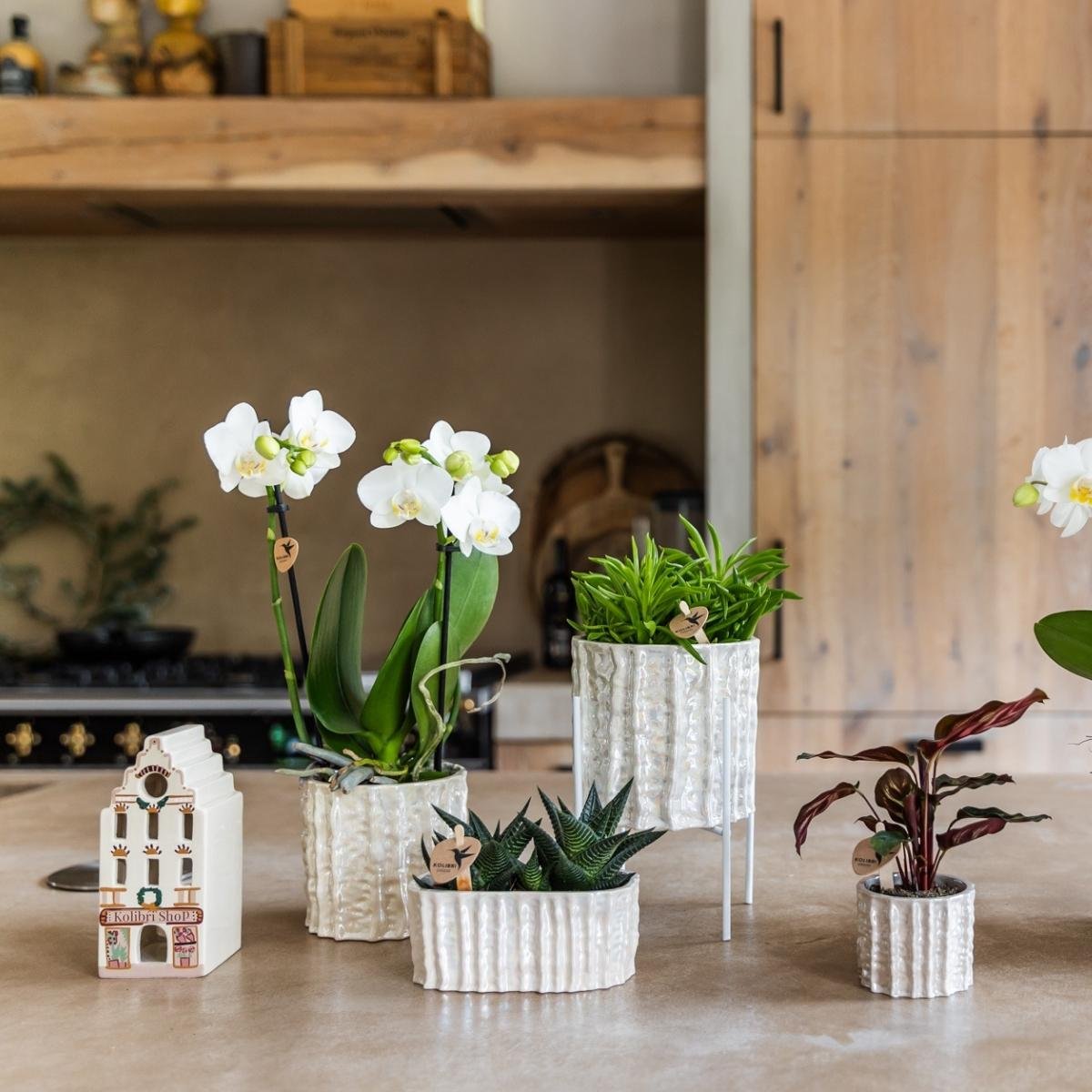 Cache-pot double en céramique nacrée - deux plantes côte à côte - mise en scène avec une plante