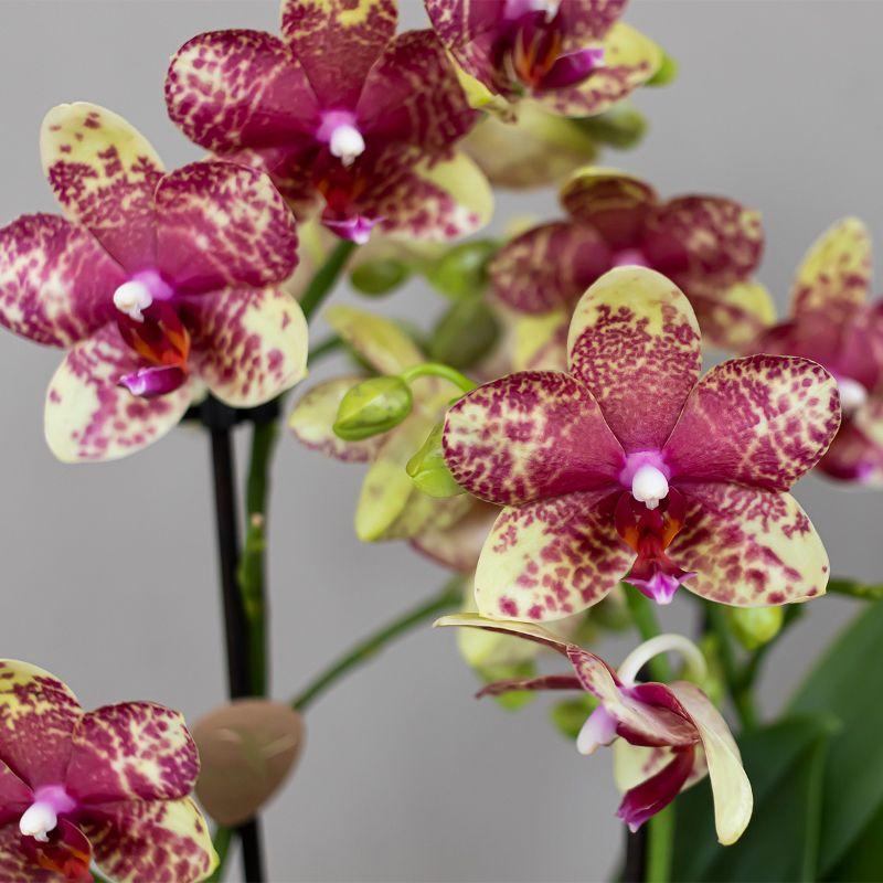 Orchidée Phalaenopsis orange-jaune en pot