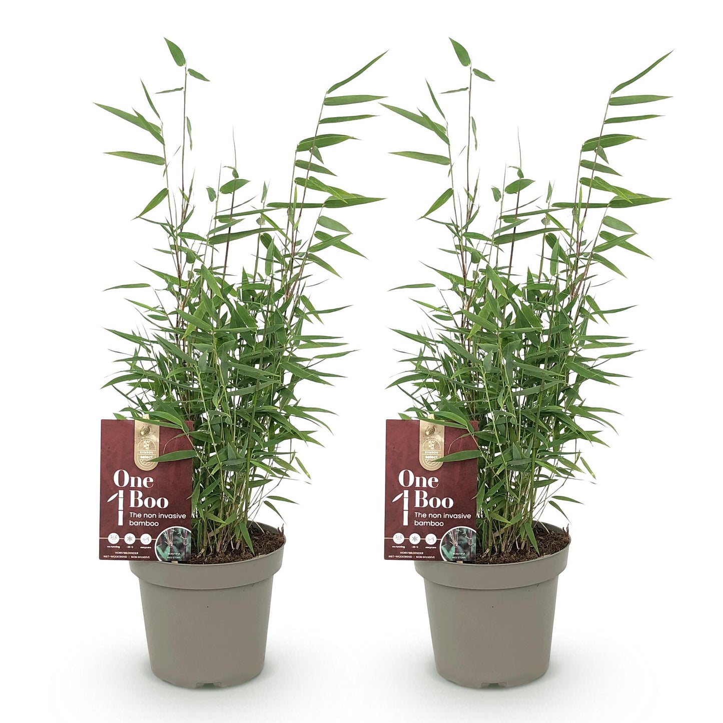 Bambou Fargesia Red Dragon GreenboutiQ, 2 plants en pot de 14cm sur fond blanc, feuillage vert dense et tiges rouges.