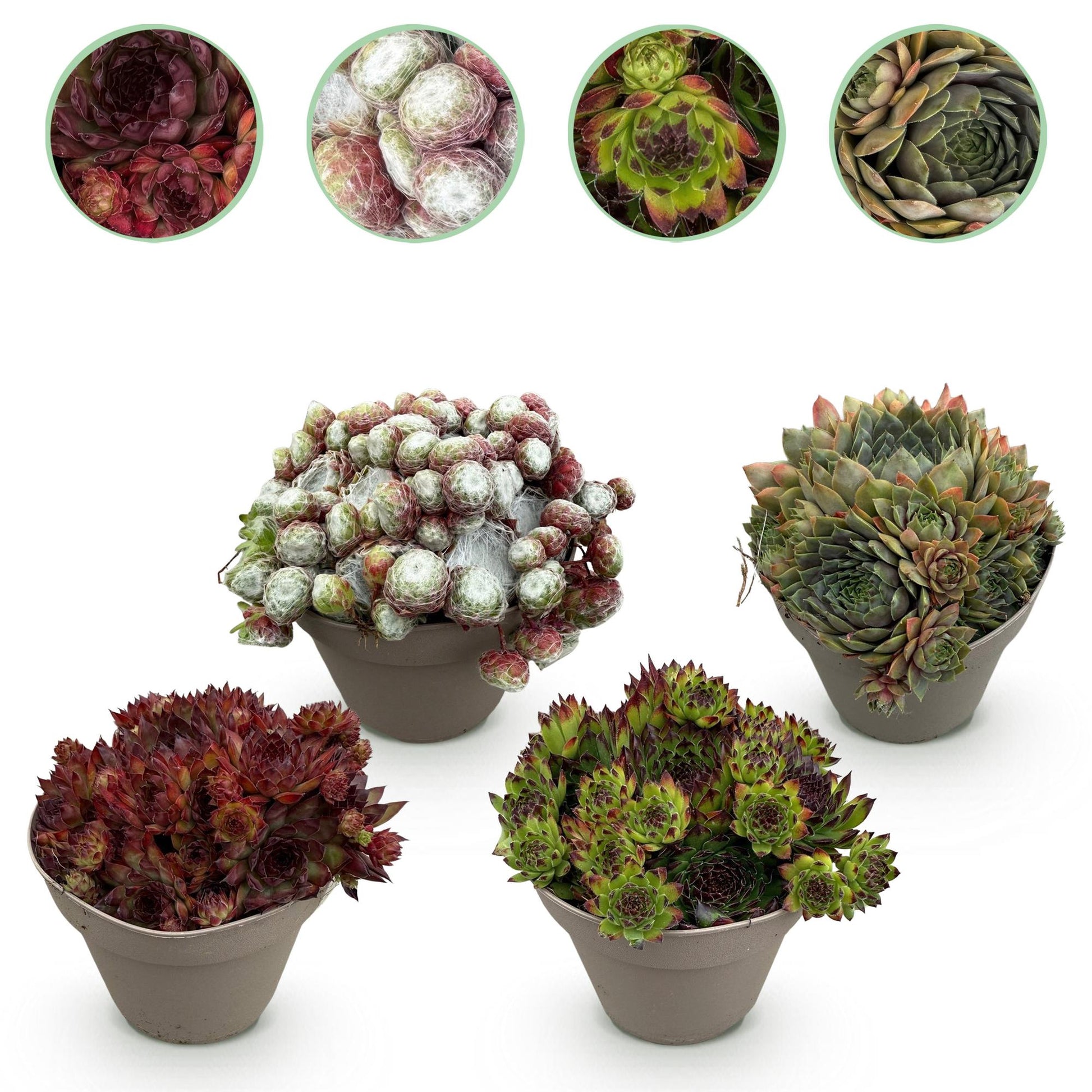 Sempervivum Big Sam. Quatre plants couvre-sol rustiques aux couleurs variées, présentés en pots sur fond blanc, prêts à être plantés.