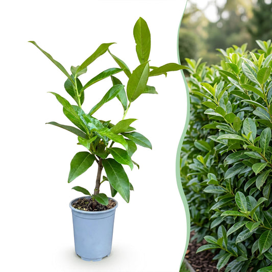 Prunus laur. Novita, Cerisier laurier persistant en pot, juxtaposé à une photo d'une haie dense et verte de la même variété.