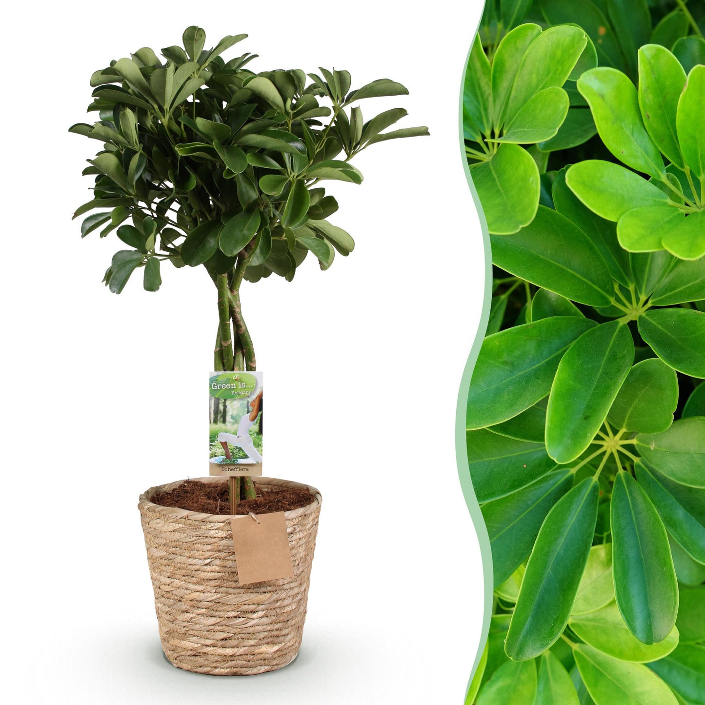 Schefflera Nora plante d'intérieur en pot de 21cm, hauteur 70-82cm, feuillage palmé vert lustré