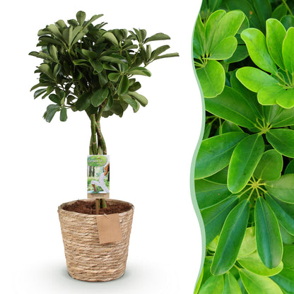 Schefflera Nora plante d'intérieur en pot de 21cm, hauteur 70-82cm, feuillage palmé vert lustré