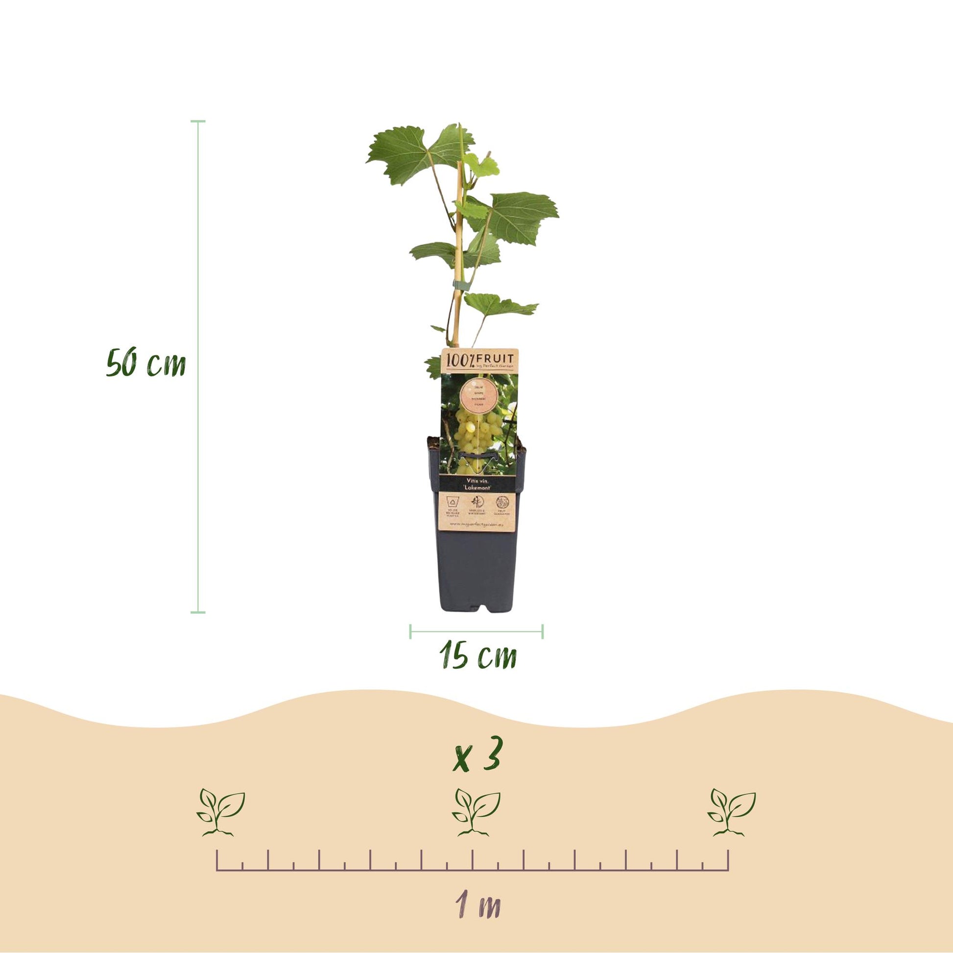 Vitis vinifera Lakemont : Infographie détaillant la hauteur de 50 cm et le diamètre de 15 cm du pot, ainsi que l'espacement de 1 mètre pour 