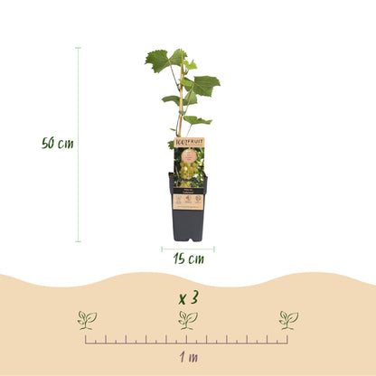 Vitis vinifera Lakemont : Infographie détaillant la hauteur de 50 cm et le diamètre de 15 cm du pot, ainsi que l'espacement de 1 mètre pour 