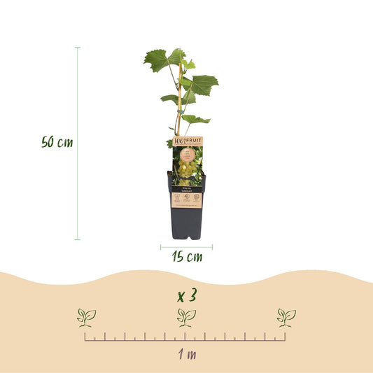 Vitis vinifera Lakemont : Infographie détaillant la hauteur de 50 cm et le diamètre de 15 cm du pot, ainsi que l'espacement de 1 mètre pour 