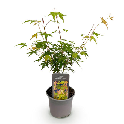 Acer palmatum Katsura jeune pousse en pot, feuilles vertes et nouvelles feuilles orange, sur fond blanc uni.