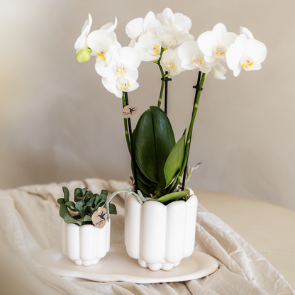 Cache-pot céramique mat - allure vintage - blanc