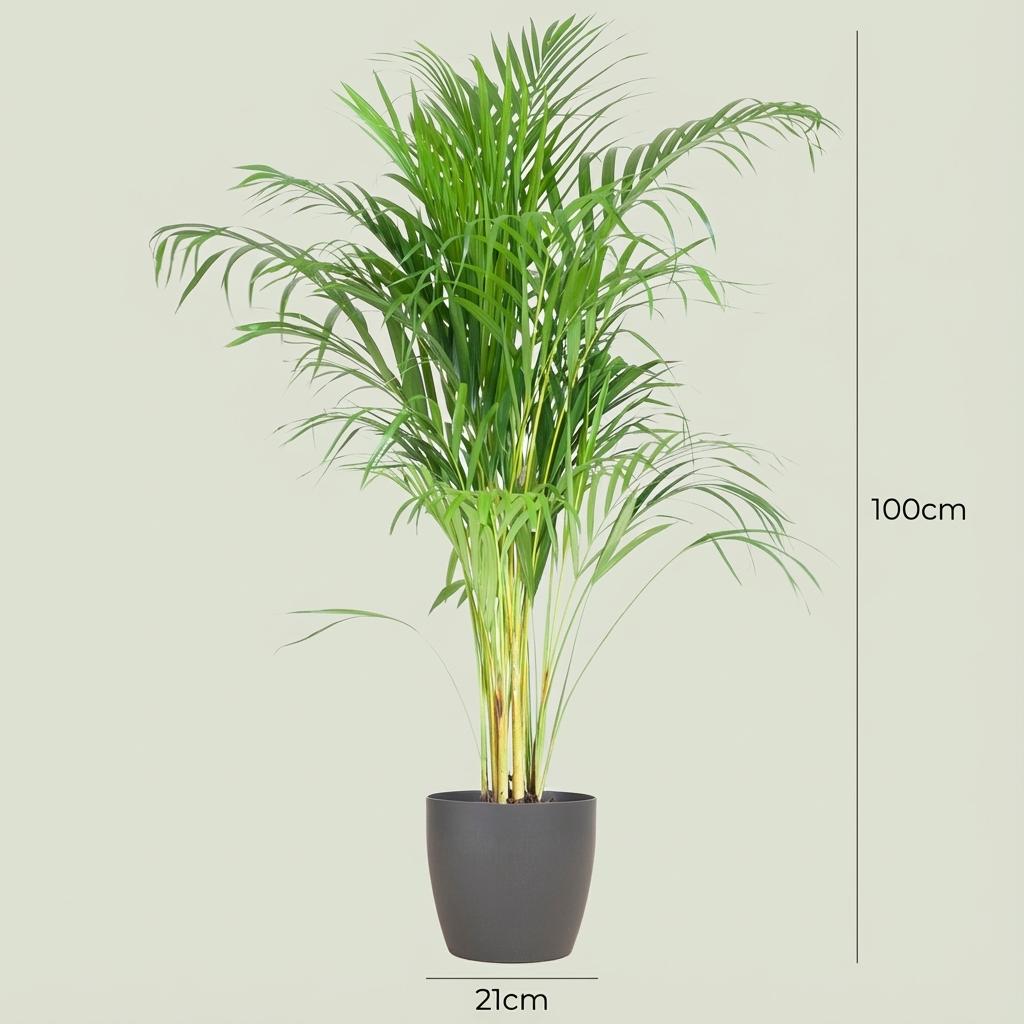 Areca Palm (Dypsis) avec Potter Gris - 100cm - Ø21