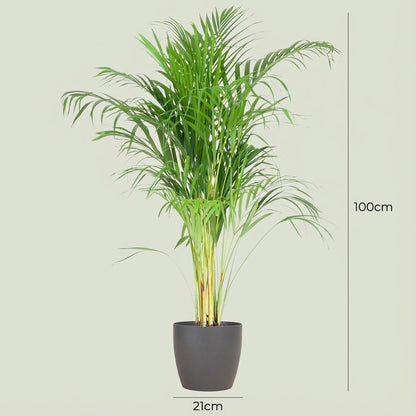 Areca Palm (Dypsis) avec Potter Gris - 100cm - Ø21