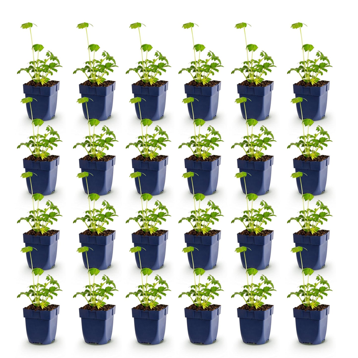 Astrantia major (Étoile des champs) : 30 jeunes plants en pot sur fond blanc, prêts à être plantés pour créer une haie.