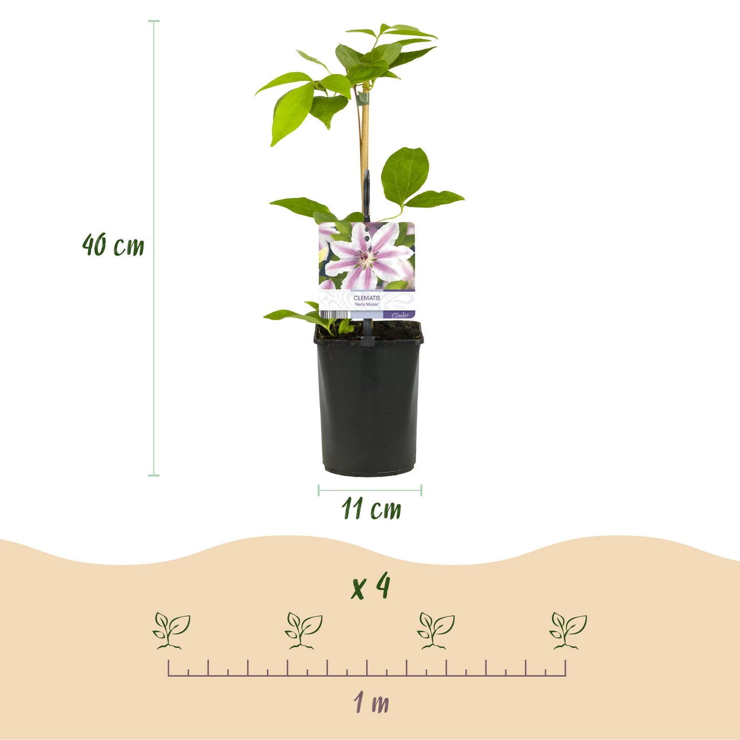 Clématite Nelly Moser : photo d'un plant avec la hauteur (40 cm) et le diamètre du pot (11 cm), et un schéma d'espacement (x4, 1m).