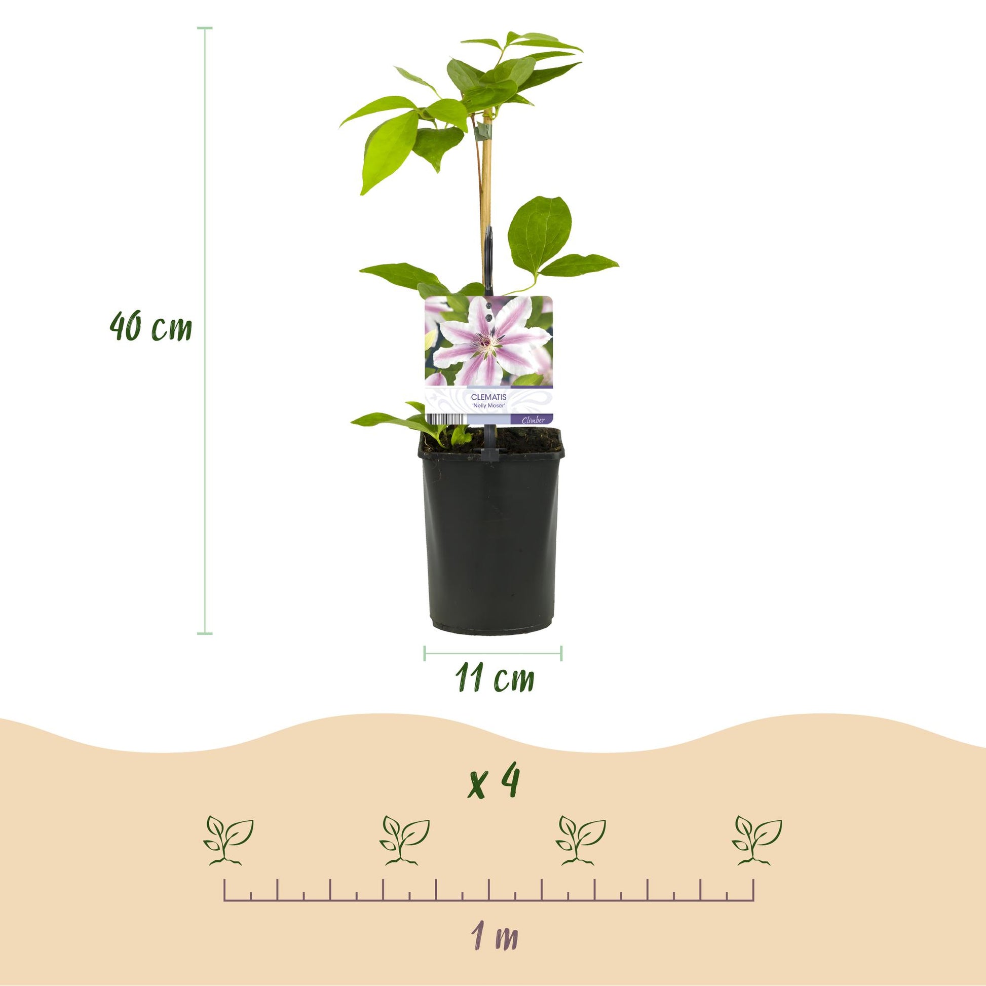 Clématite Nelly Moser : photo d'un plant avec la hauteur (40 cm) et le diamètre du pot (11 cm), et un schéma d'espacement (x4, 1m).