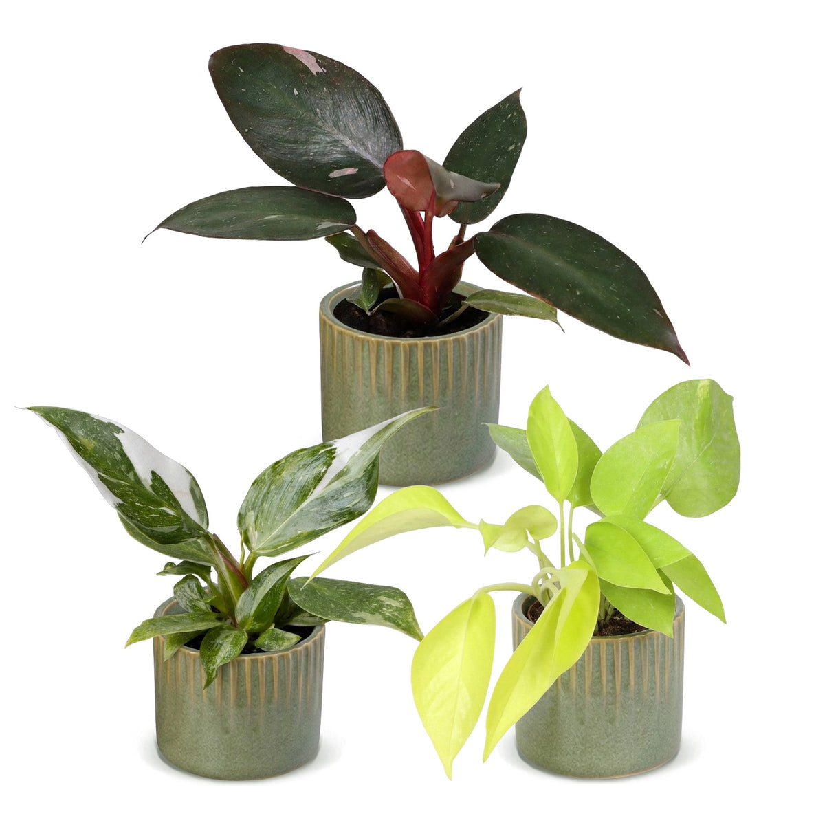 Philodendron panachés en pot de 6 cm, cache-pot vert olive