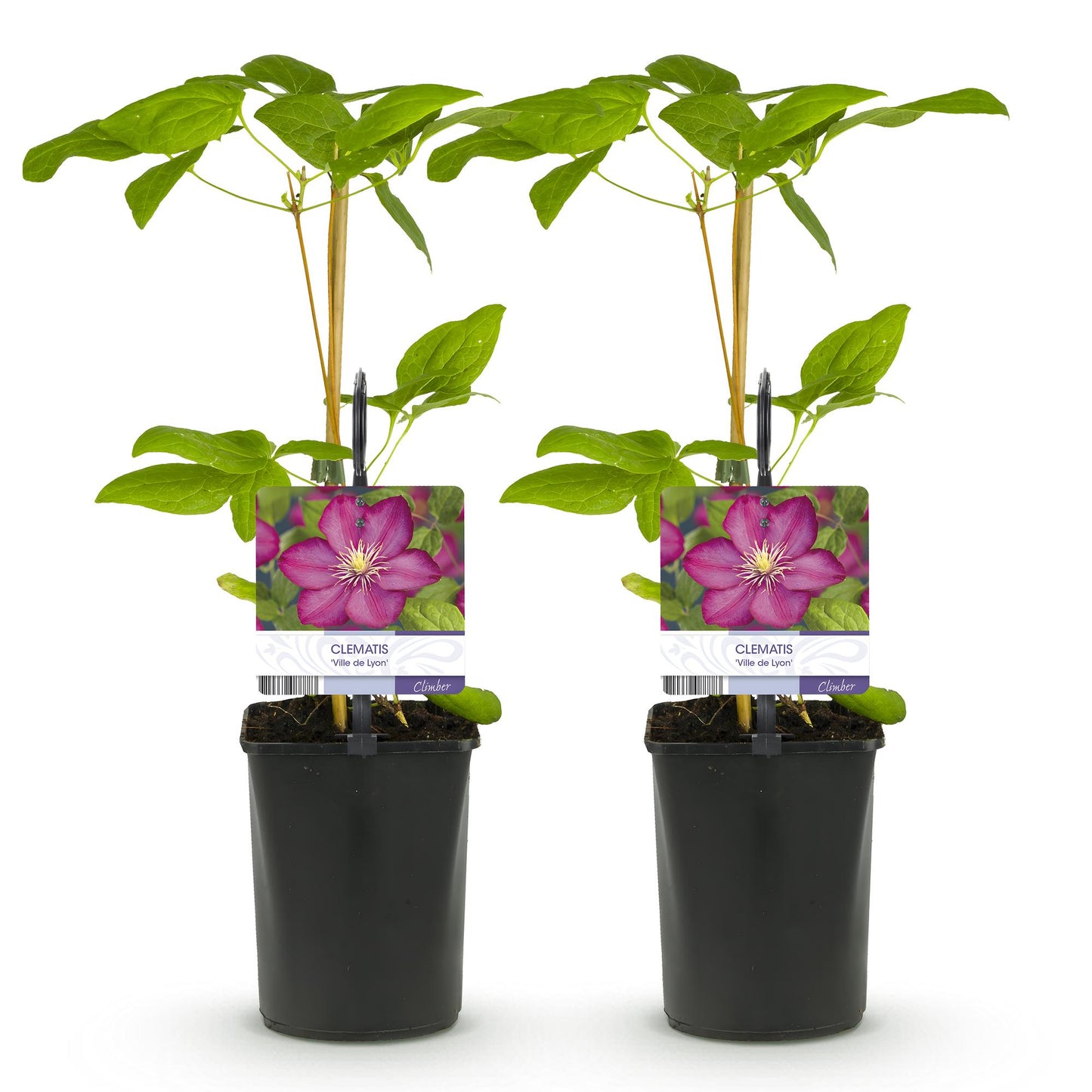 Clematis Ville de Lyon, deux plants grimpants en pot de 11cm, avec des étiquettes montrant des fleurs roses vives, sur fond blanc.