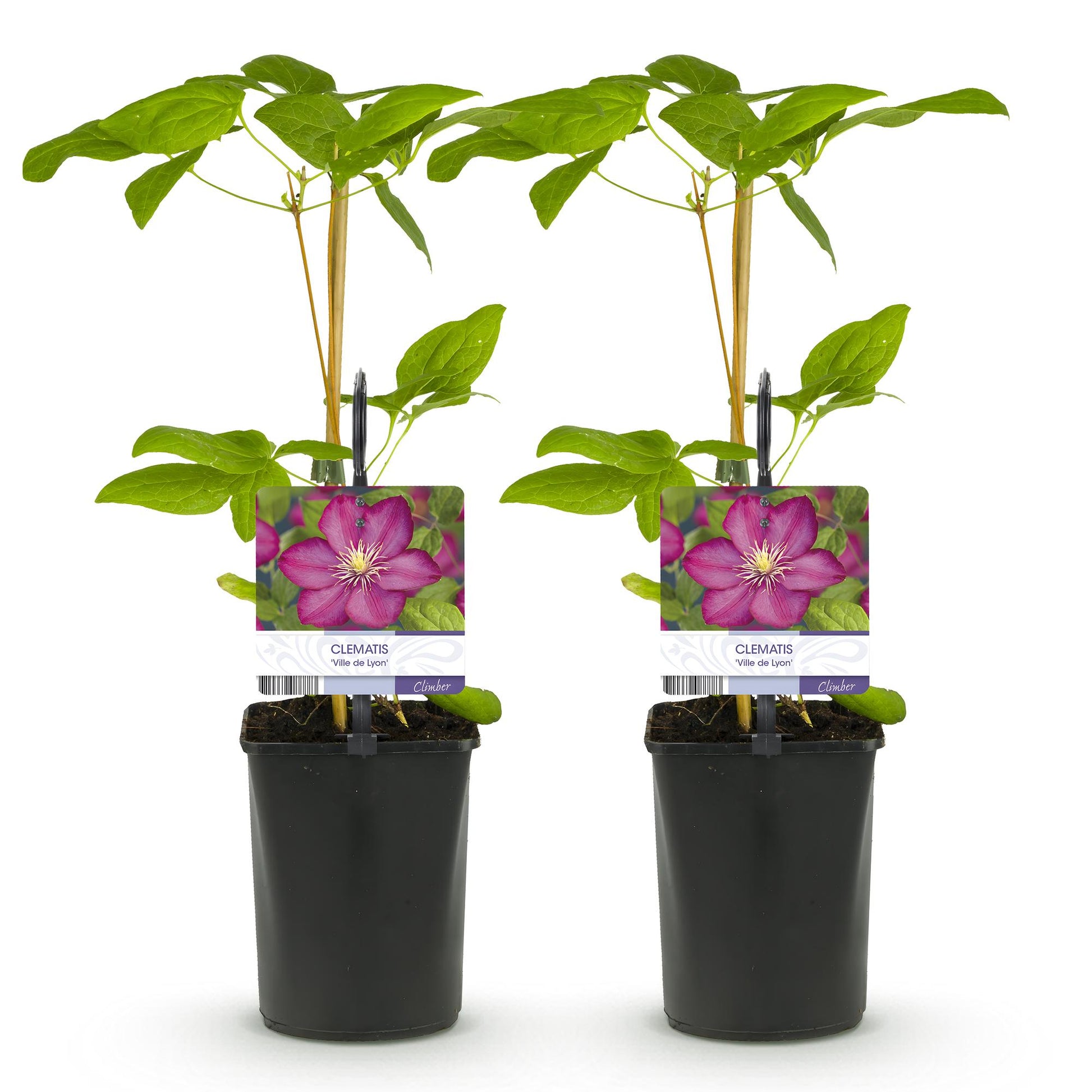 Clematis Ville de Lyon, deux plants grimpants en pot de 11cm, avec des étiquettes montrant des fleurs roses vives, sur fond blanc.