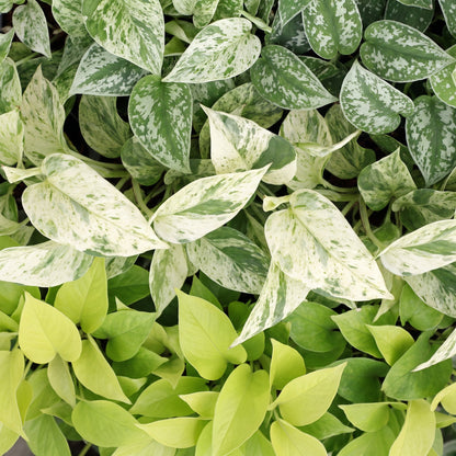 Détail du feuillage de Bébés pothos