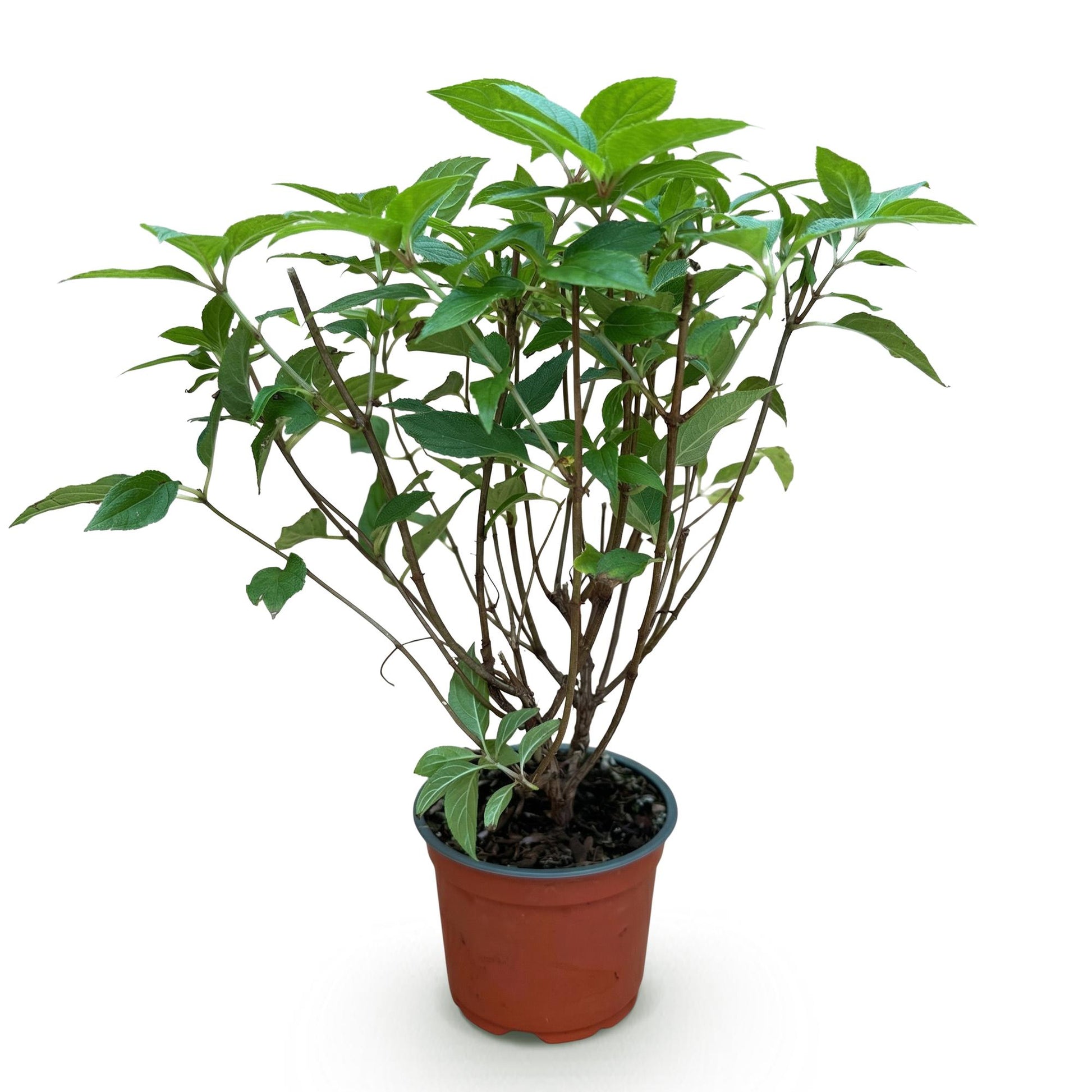 Hydrangea paniculata Limelight : un jeune hortensia à feuilles vertes en pot, prêt à être planté.
