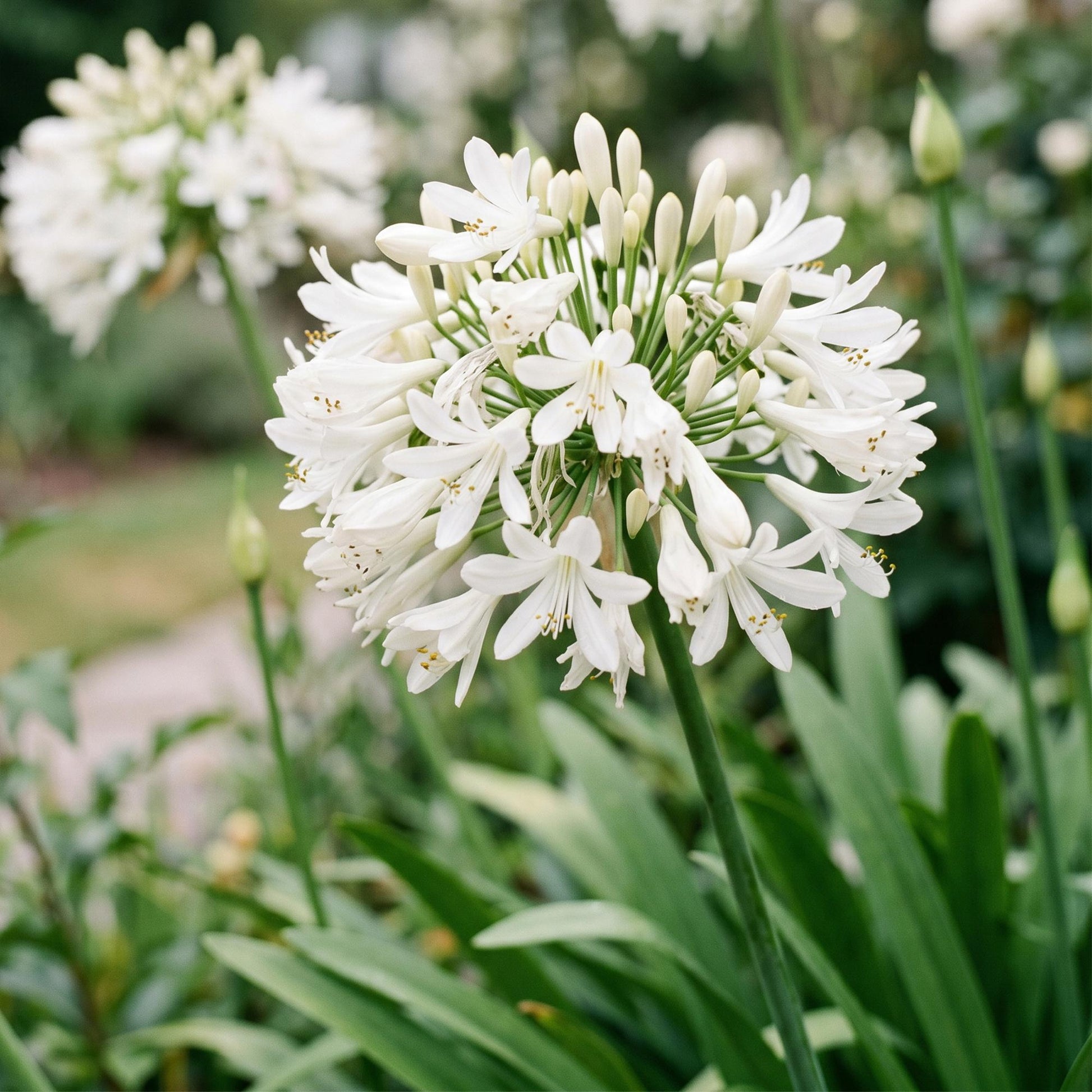 Agapanthus africanus Albus, le Lys Africain blanc, en gros plan avec de délicates fleurs immaculées et des boutons floraux prometteurs.
