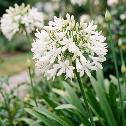 Agapanthus africanus Albus, le Lys Africain blanc, en gros plan avec de délicates fleurs immaculées et des boutons floraux prometteurs.