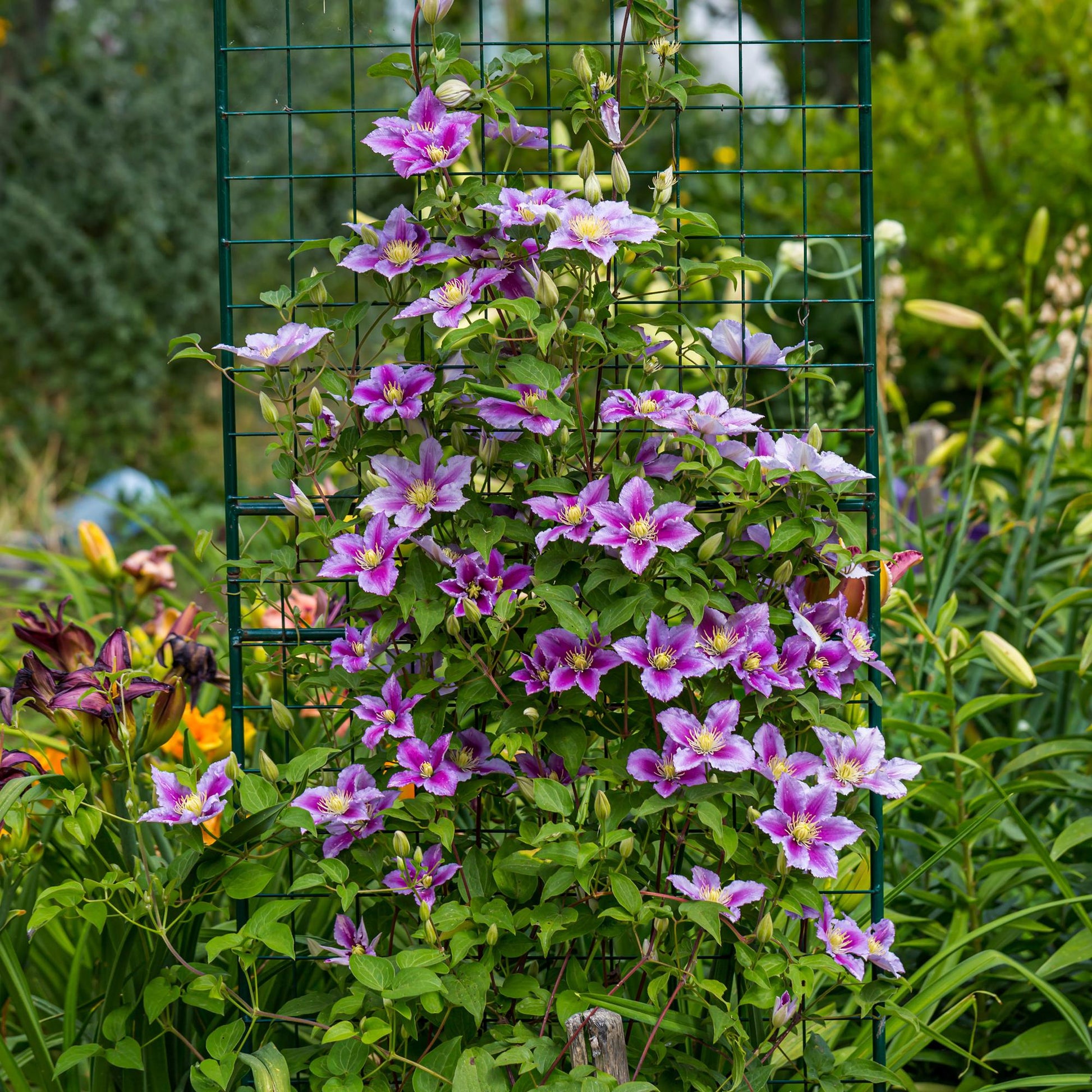 Clématite Piilu en fleurs roses et violettes, grimpant sur un treillis vert dans un jardin verdoyant.