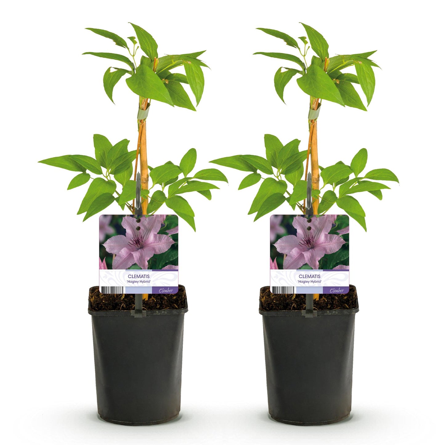 Clématite Hagley Hybrid : deux plants de clématites grimpantes, pots de 11 cm, feuilles vertes, étiquettes avec fleur rose pâle, sur fond bl