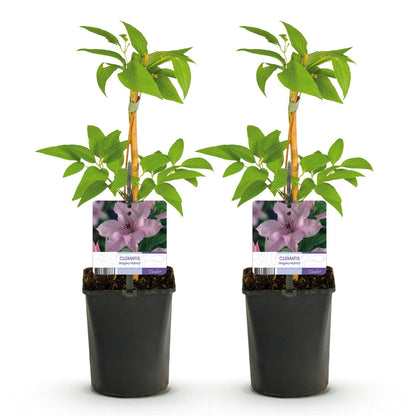 Clématite Hagley Hybrid : deux plants de clématites grimpantes, pots de 11 cm, feuilles vertes, étiquettes avec fleur rose pâle, sur fond bl