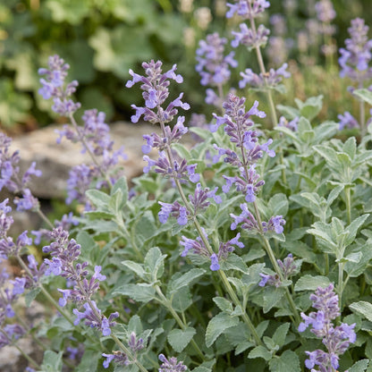 Nepeta faassenii ou Herbe à chat en pleine floraison avec de nombreuses fleurs violettes et un feuillage vert-gris.