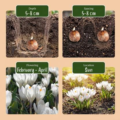 Guide de plantation des bulbes de crocus blanc, incluant la profondeur, l'espacement, la période de floraison et