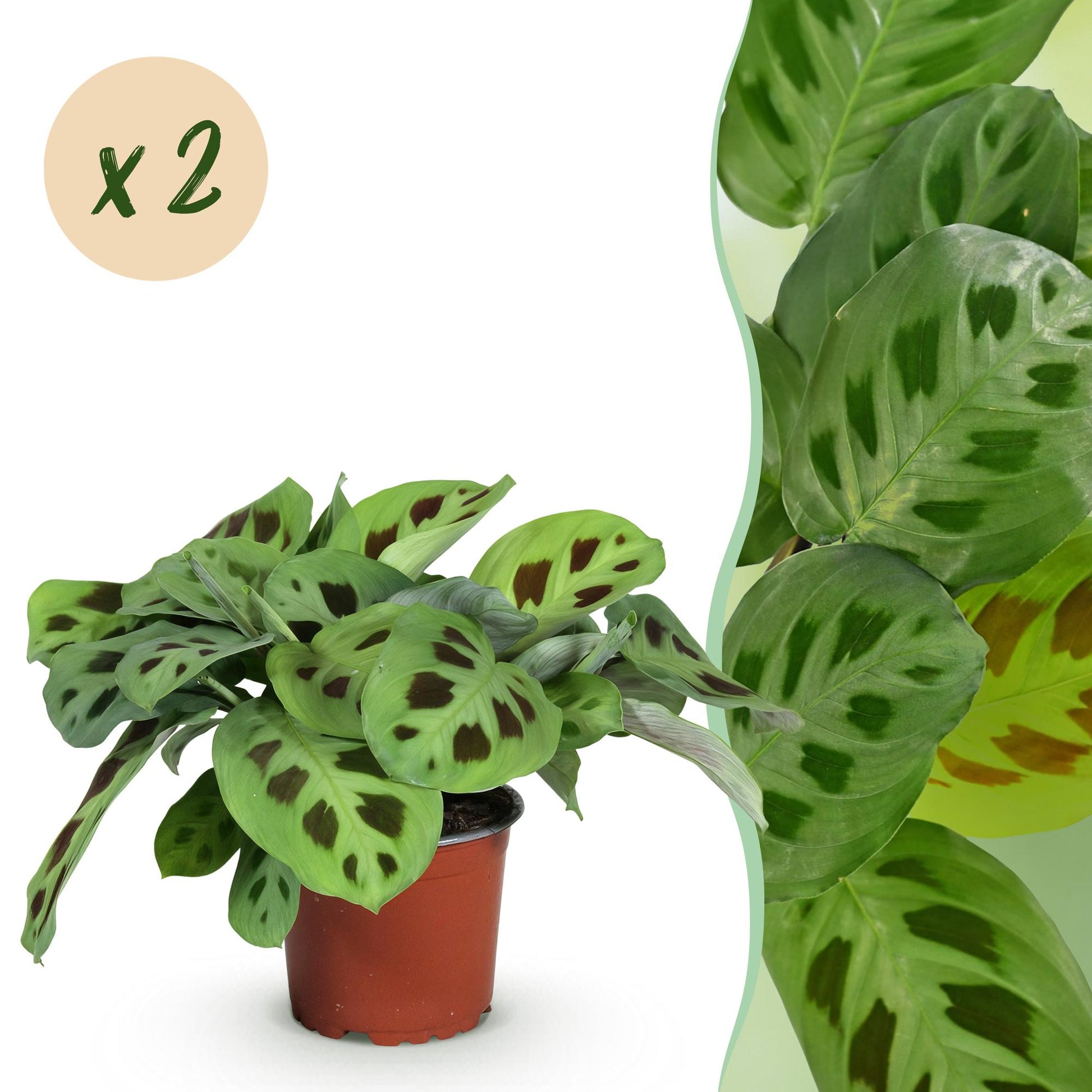 Maranta Fascinator Kerchoveana - Plante de prière - Pot de 12cm - Hauteur 30-35cm - plantandstories