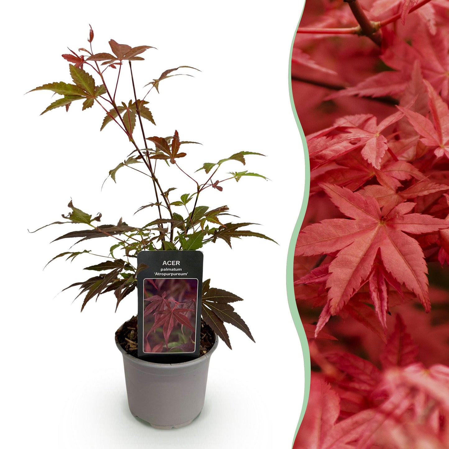 Acer palmatum Atropurpureum : jeune plant en pot sur fond blanc, juxtaposé à un gros plan de son feuillage pourpre vif.