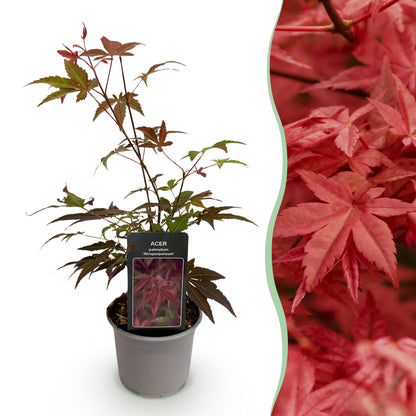 Acer palmatum Atropurpureum : jeune plant en pot sur fond blanc, juxtaposé à un gros plan de son feuillage pourpre vif.