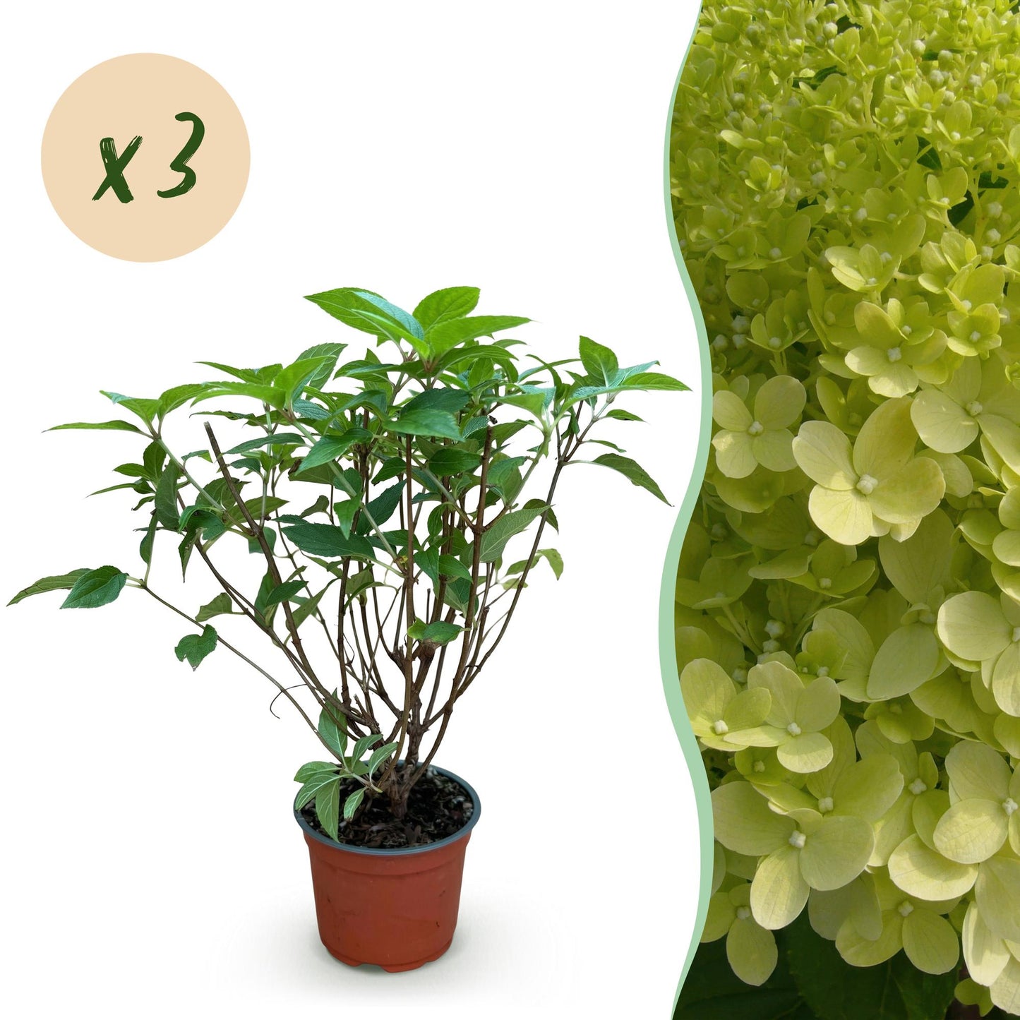 Hortensia paniculata Limelight : jeune plant en pot accompagné d'une bulle indiquant un lot de 'x3' plants et d'un gros plan des fleurs vert