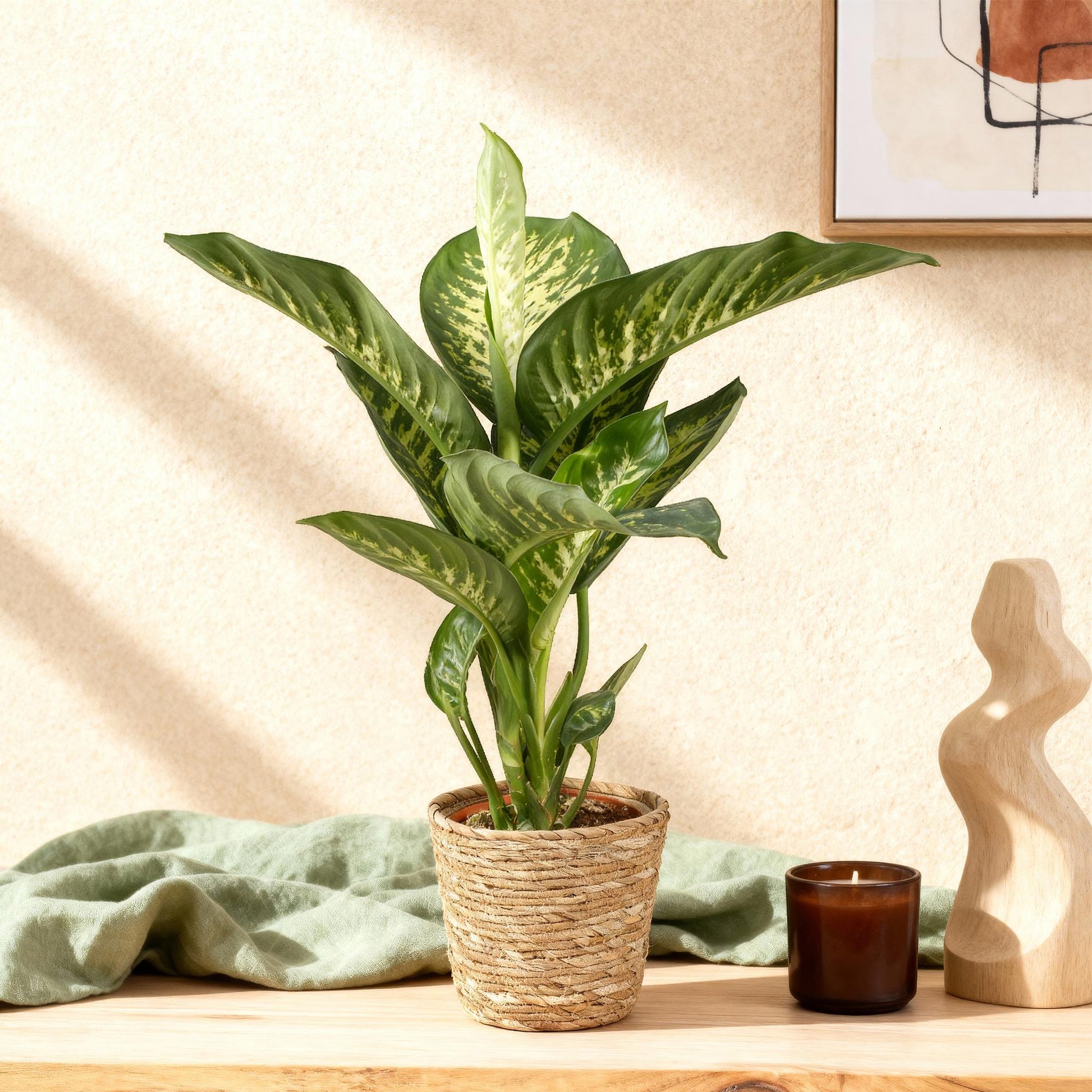 Un Dieffenbachia Tropic Snow avec de grandes feuilles vertes et blanches dans un pot en osier tressé sur une étagère en bois