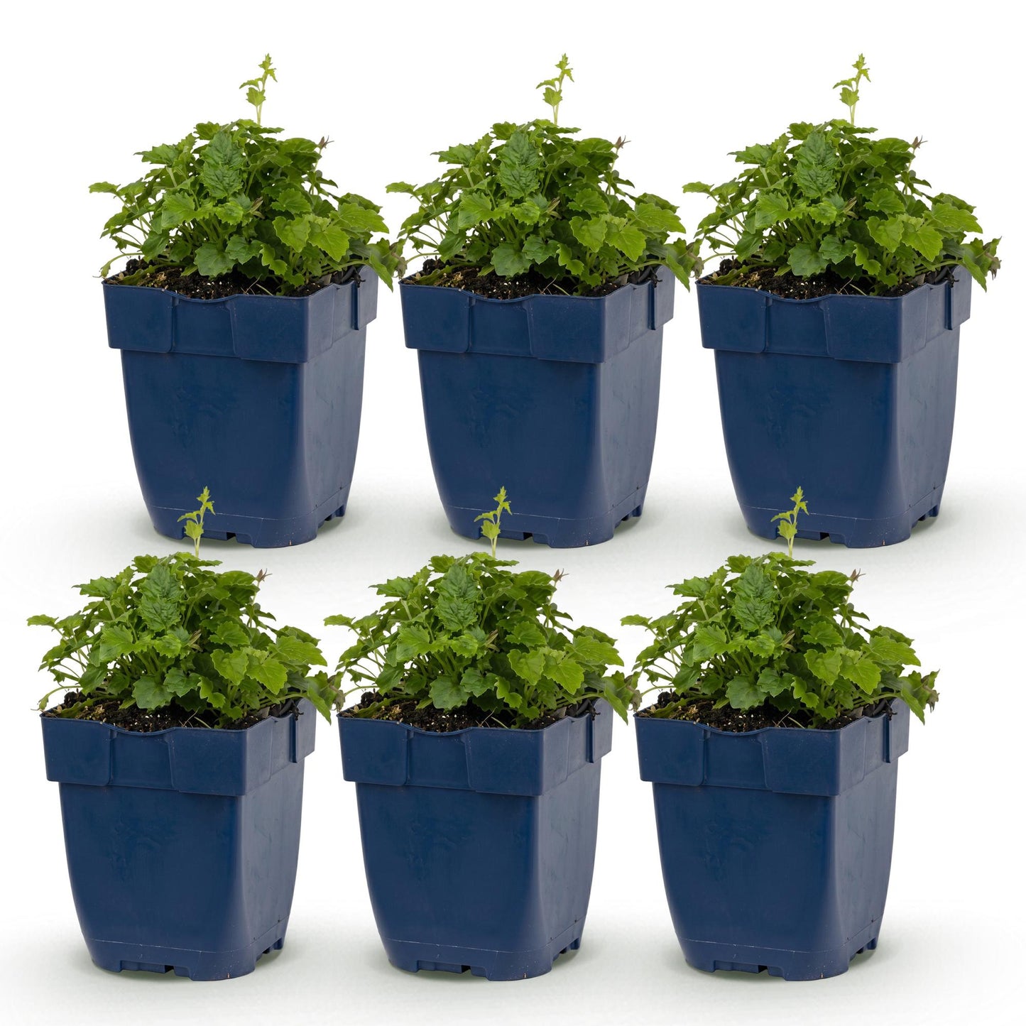 Campanula posch. Lisduggan Variety, six jeunes plants de campanules vivaces dans des pots bleus alignés sur un fond blanc uni.