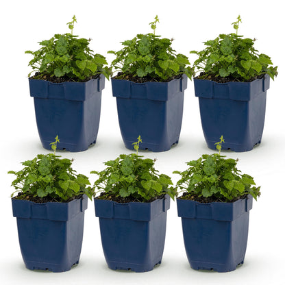 Campanula posch. Lisduggan Variety, six jeunes plants de campanules vivaces dans des pots bleus alignés sur un fond blanc uni.