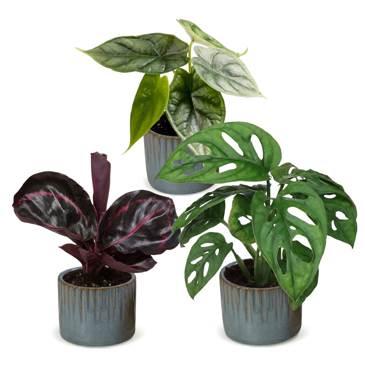 Bébés plantes tropicales en pot de 6 cm, 3 plantes, cache-pot bleu gris