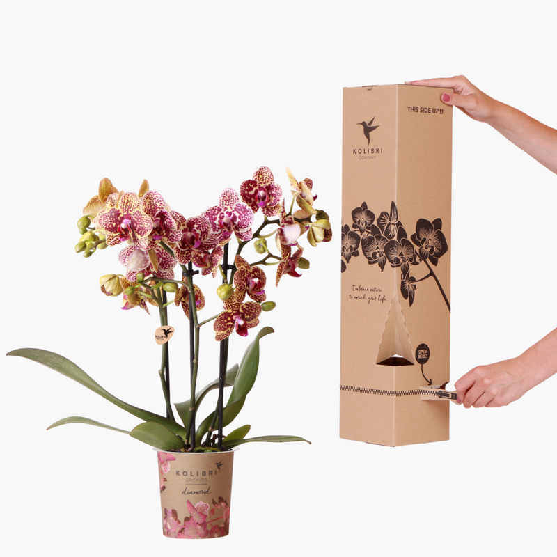 Orchidée Phalaenopsis 'Diamond' (Phalaenopsis) - Boîte surprise - Pot 9 cm