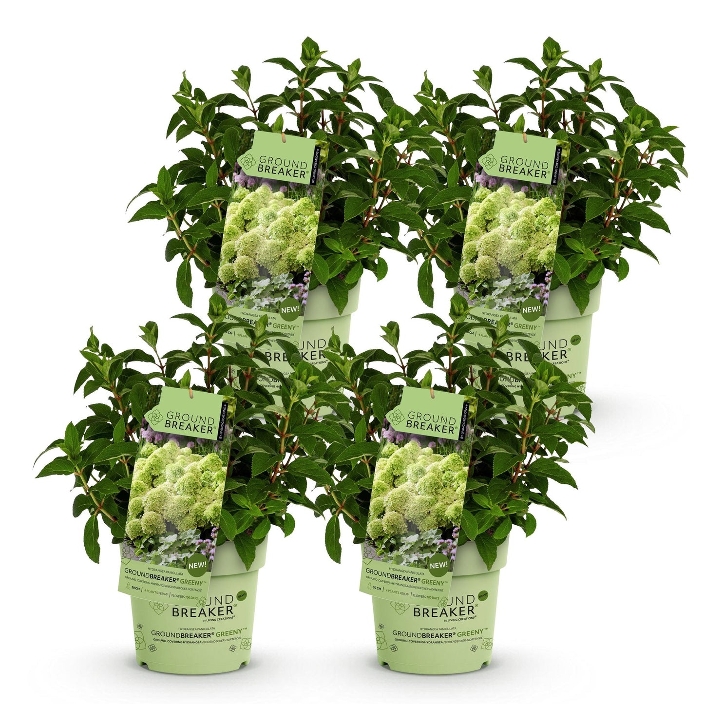 Hydrangea paniculata Groundbreaker Greeny. Lot de six jeunes plants d'hortensia en pots de 14cm sur fond blanc, prêts à être plantés.