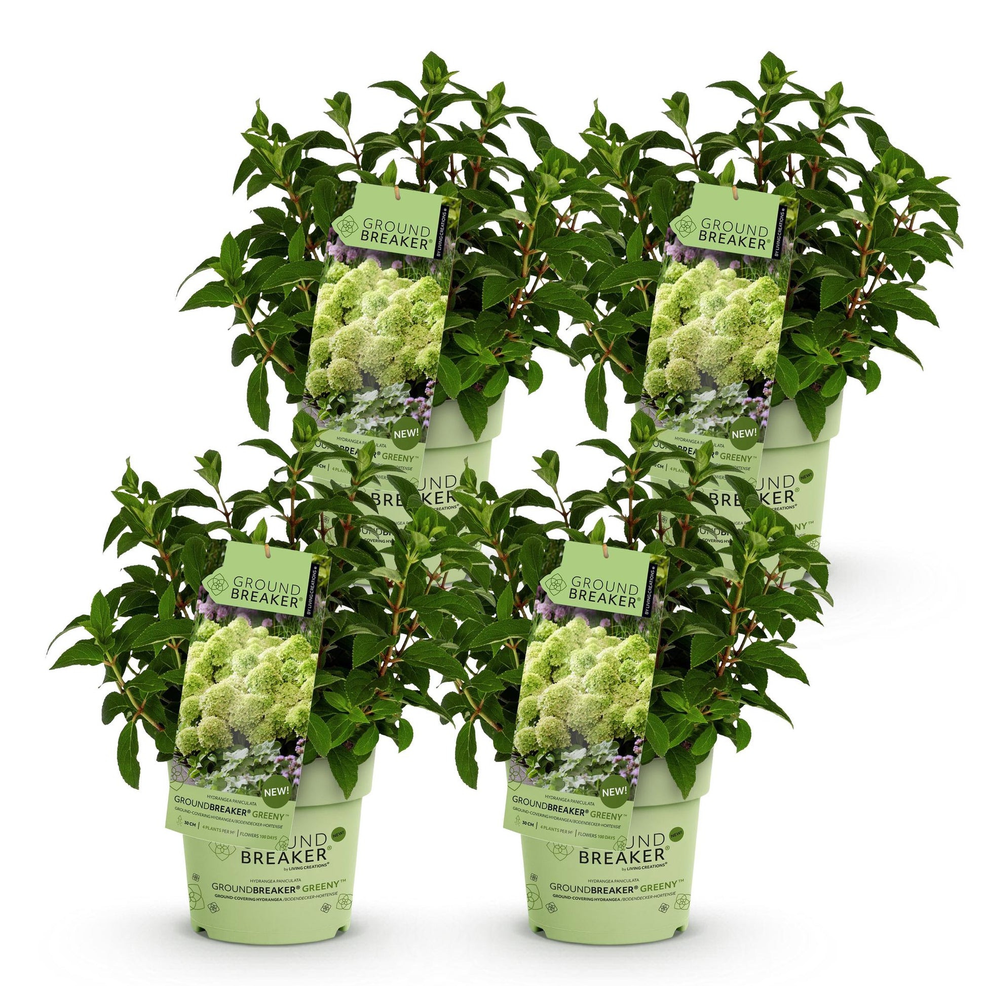 Hydrangea paniculata Groundbreaker Greeny. Lot de six jeunes plants d'hortensia en pots de 14cm sur fond blanc, prêts à être plantés.