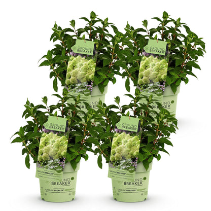 Hydrangea paniculata Groundbreaker Greeny. Lot de six jeunes plants d'hortensia en pots de 14cm sur fond blanc, prêts à être plantés.