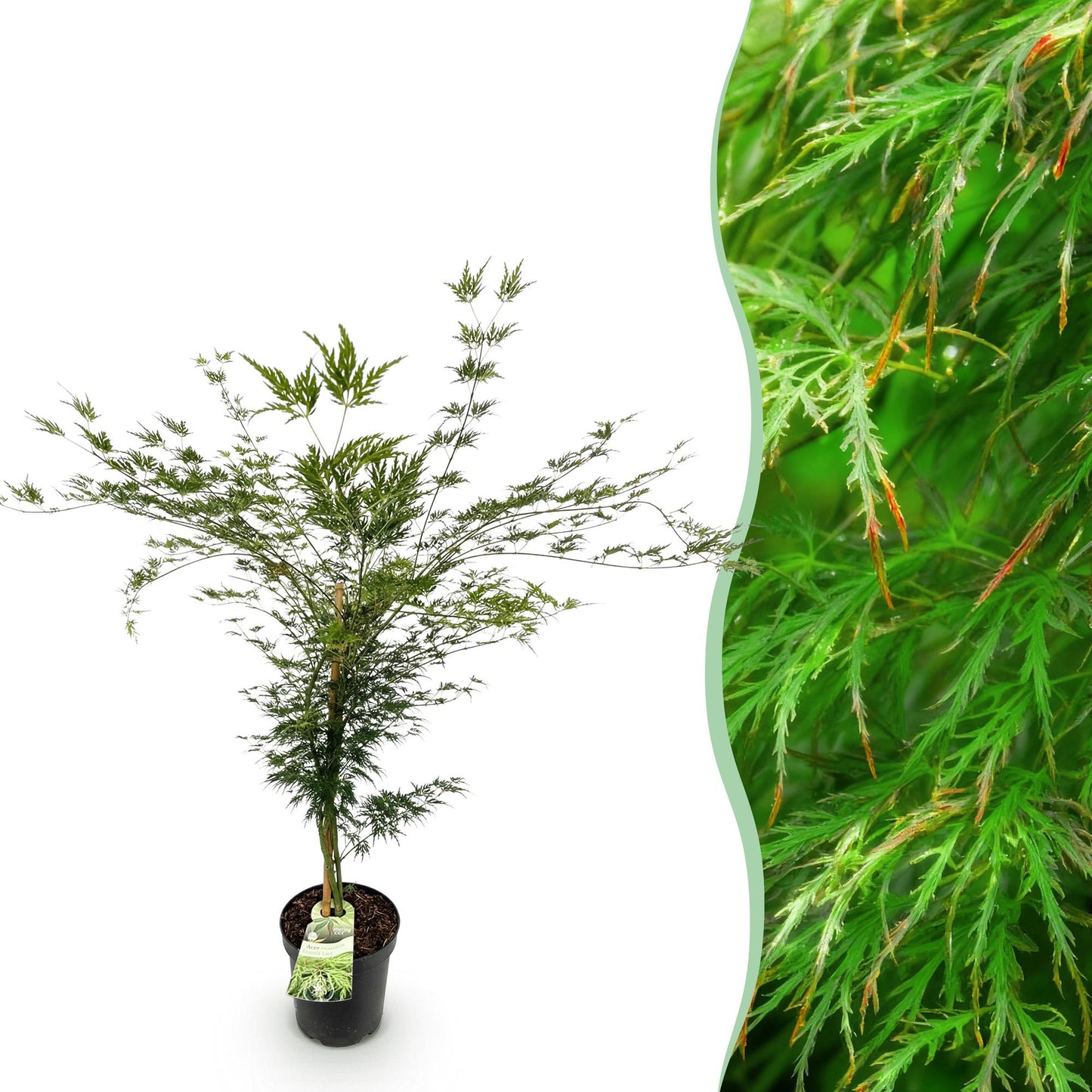 Acer palmatum Emerald Lace en pot sur fond blanc, juxtaposé à un gros plan de son feuillage vert finement découpé.