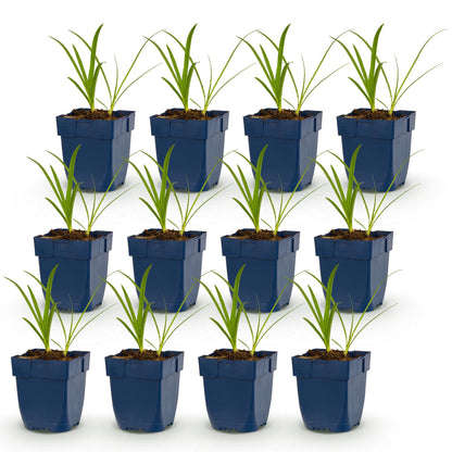 Agapanthus africanus Albus. Lot de douze jeunes plants de Lys Africain en pots bleus, alignés sur fond blanc uni.