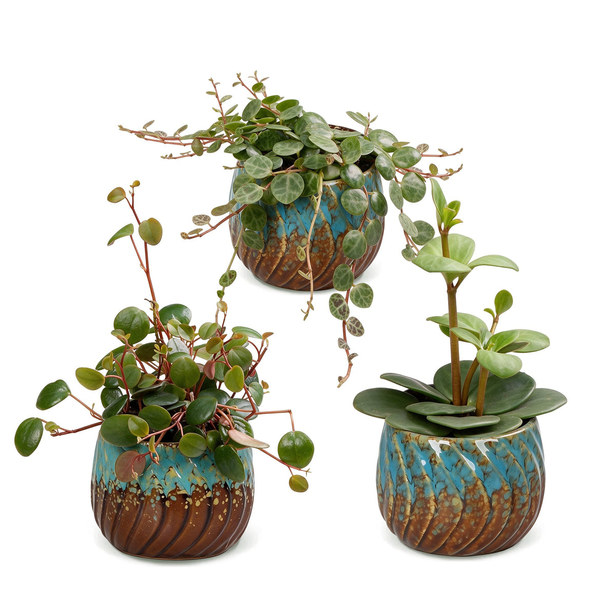 Bébés Peperomia en pot de 6 cm, cache-pot cuivre et turquoise