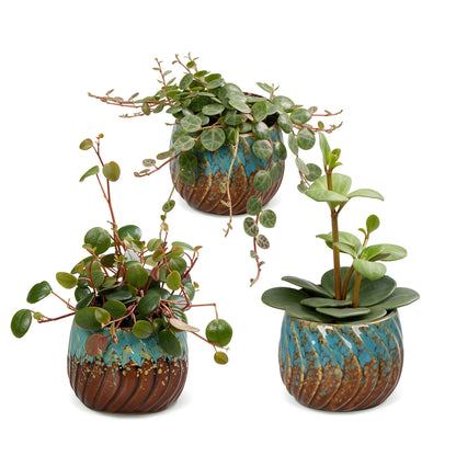 Bébés Peperomia en pot de 6 cm, cache-pot cuivre et turquoise
